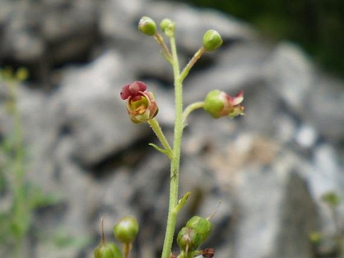 Scrophularia heterophylla subsp. laciniata