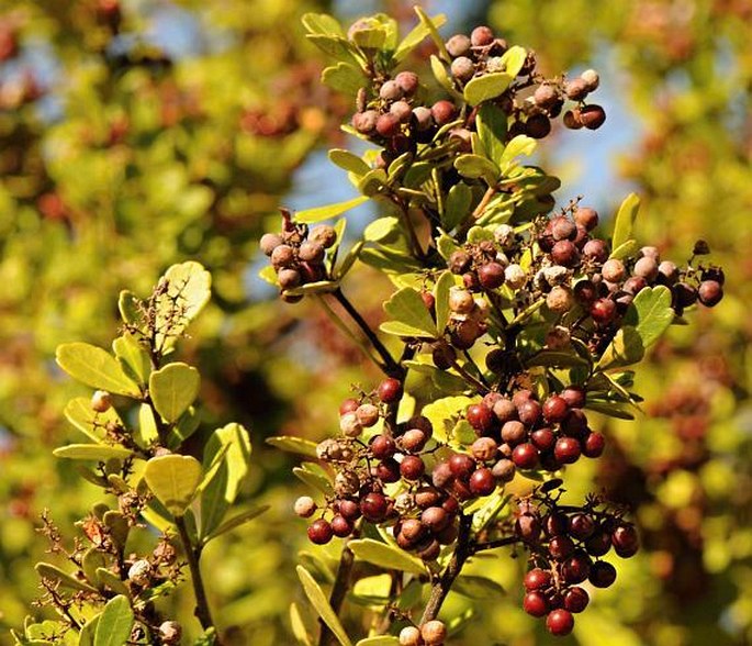 SEARSIA CRENATA (Thunb.) Moffett