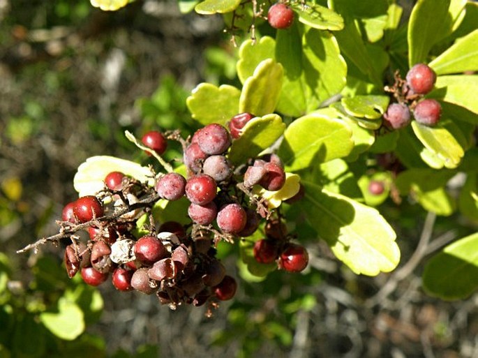 Searsia crenata