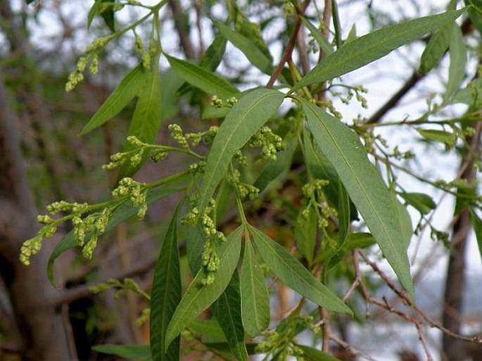 SEARSIA LANCEA (L. f.) F. A. Barkley