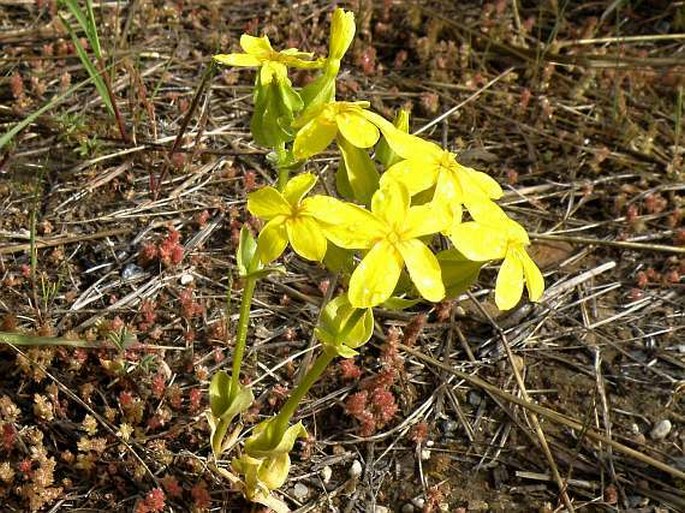 Sebaea exacoides