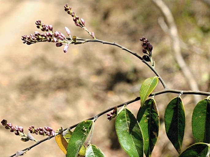 Securidaca sylvestris