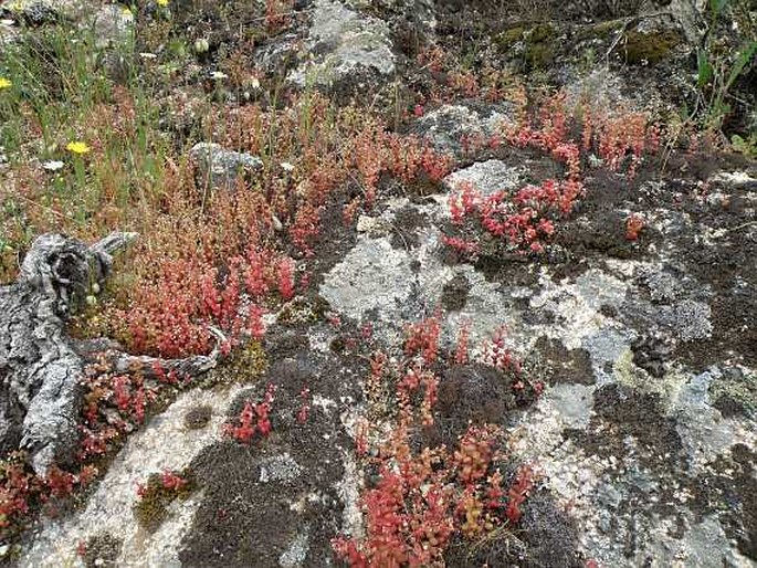 Sedum caeruleum