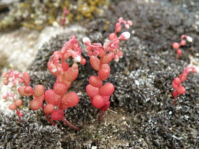 Sedum caeruleum