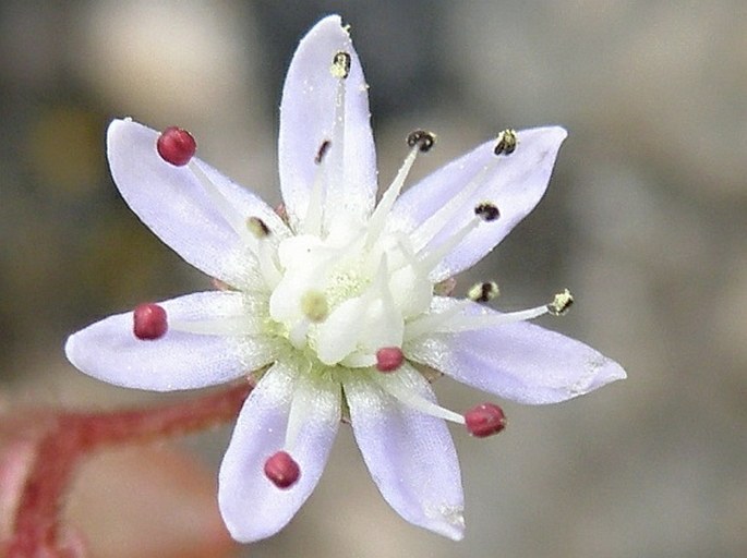 Sedum caeruleum