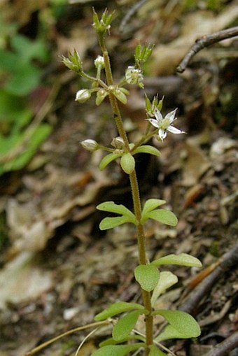 Sedum cepaea