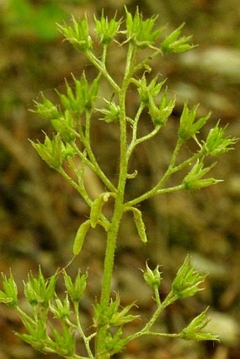 Sedum cepaea