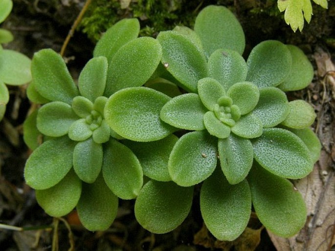 Sedum cepaea