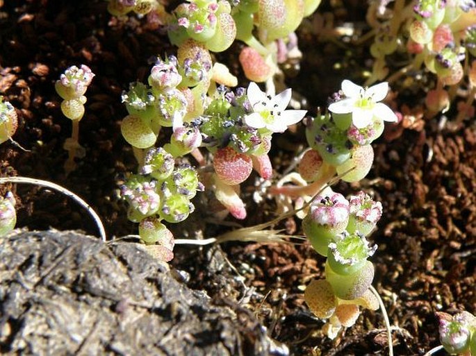 Sedum