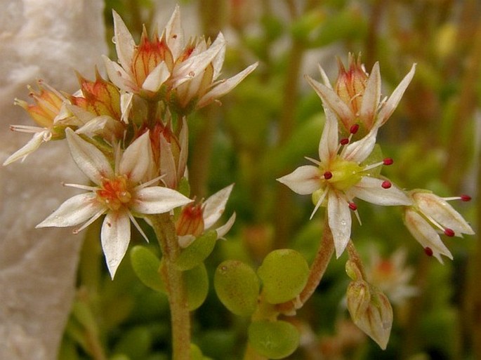 SEDUM MAGELLENSE Ten. – rozchodník