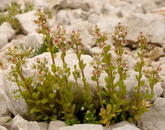 Sedum magellense