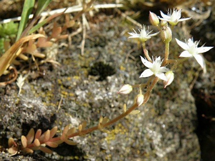 SEDUM MONREGALENSE Balb. – rozchodník