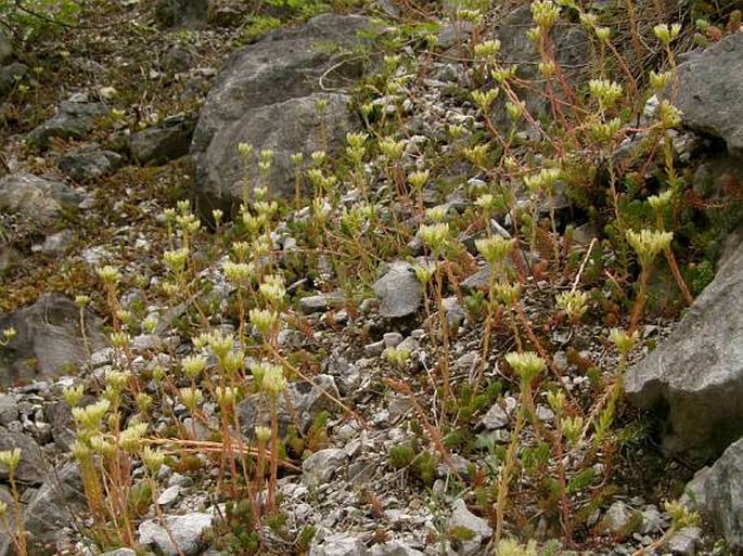 Sedum ochroleucum