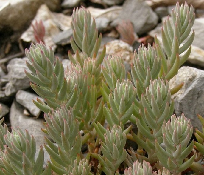 Sedum ochroleucum