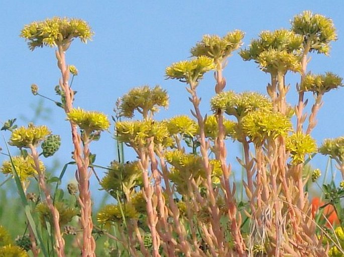 SEDUM RUPESTRE L. – rozchodník suchomilný / rozchodník skalný