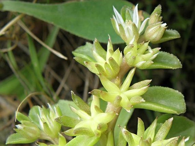 SEDUM STELLATUM L. – rozchodník