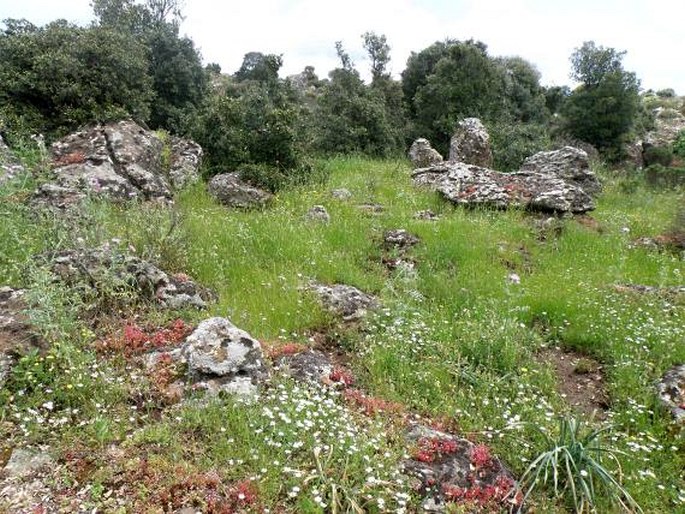 Sedum stellatum