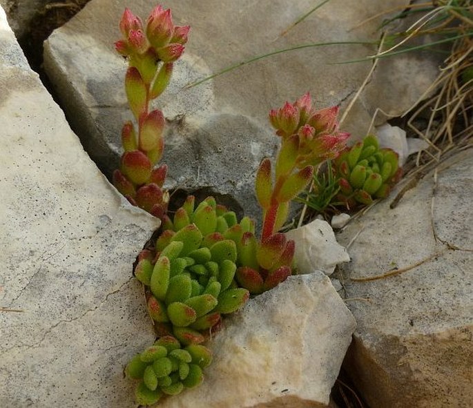 Sedum tymphaeum