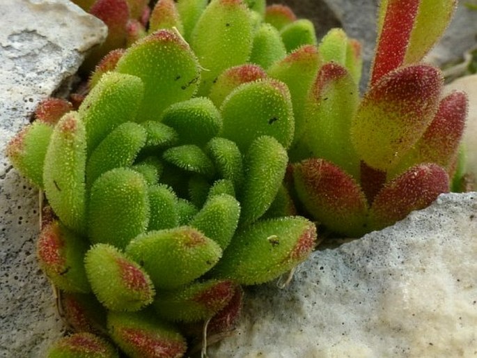 Sedum tymphaeum