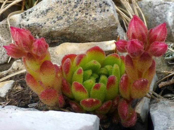 Sedum tymphaeum