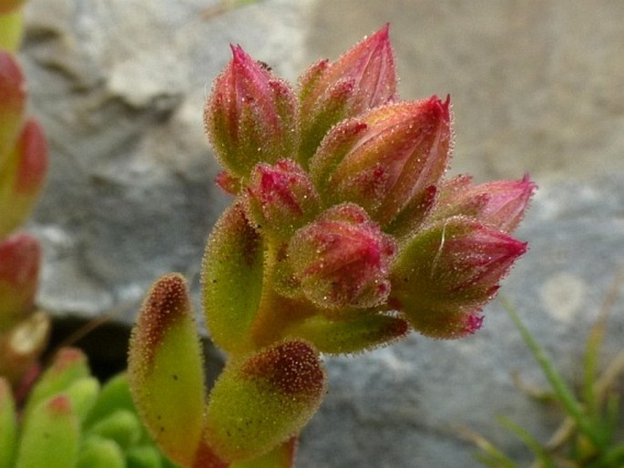 Sedum tymphaeum