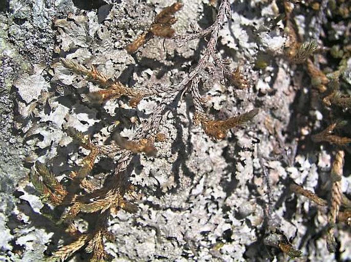 Selaginella wallacei