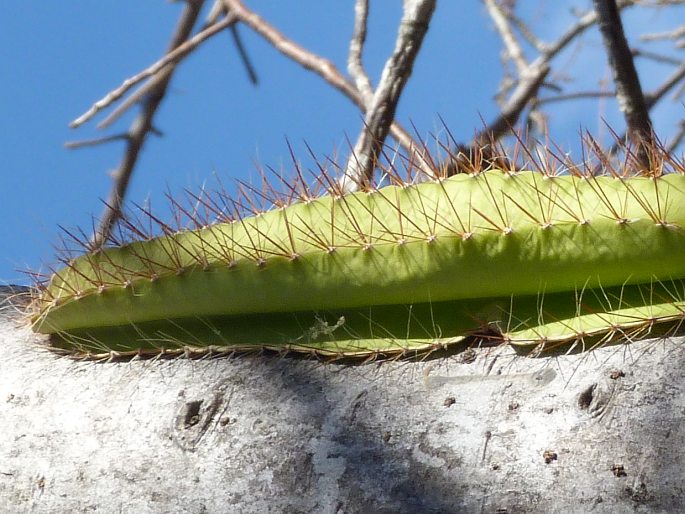 Selenicereus testudo