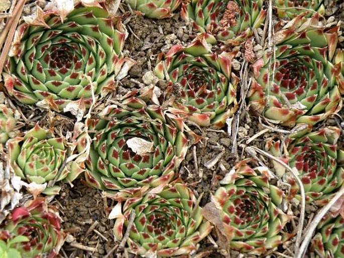 Sempervivum calcareum