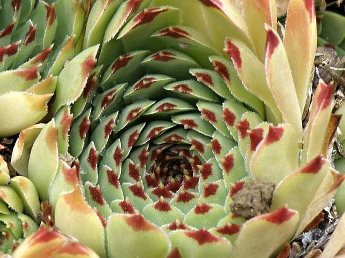 Sempervivum calcareum