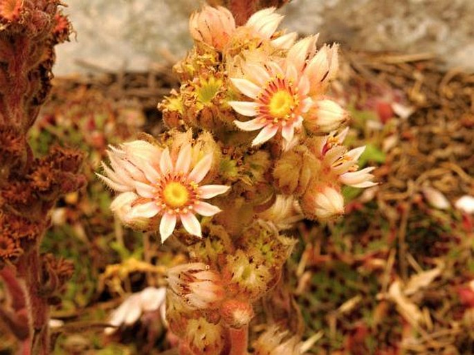 Sempervivum calcareum