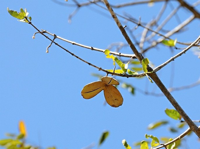 SEMIALARIUM MEXICANUM (Miers) Mennega