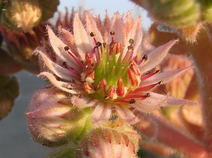 Sempervivum tectorum