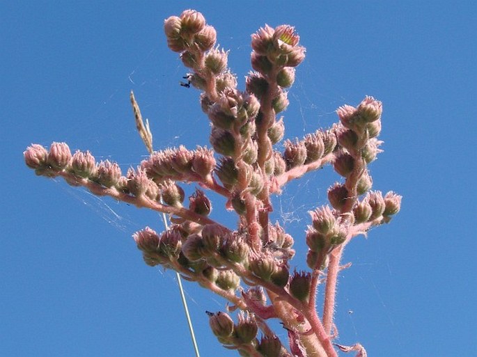 Sempervivum tectorum