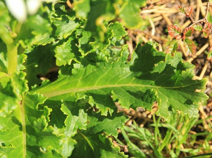 Senecio acanthifolius