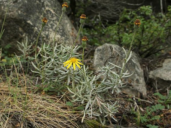 Senecio argyreus