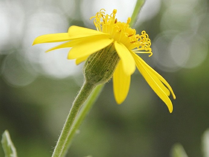 Senecio argyreus