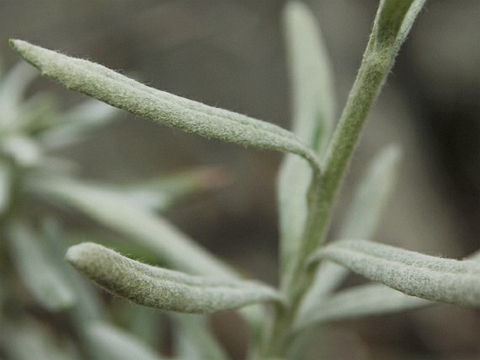 Senecio argyreus