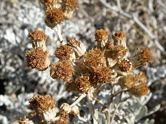 Jacobaea maritima