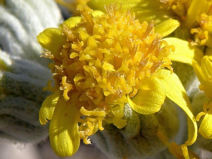 Senecio cineraria