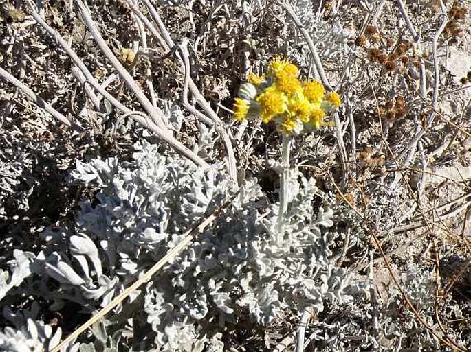 Senecio cineraria