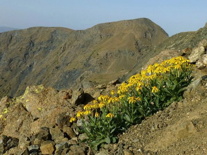 Senecio doronicum