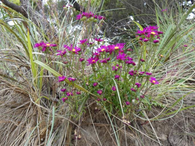 Senecio elegans