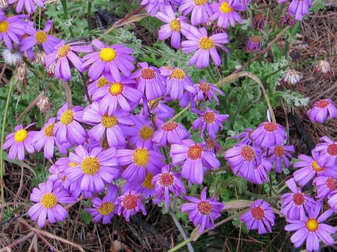 Senecio elegans