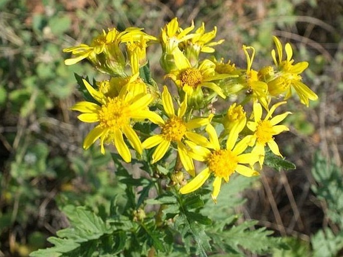 SENECIO EREMOPHILUS Richardson - starček