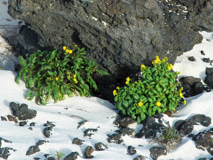 Senecio leucanthemifolius