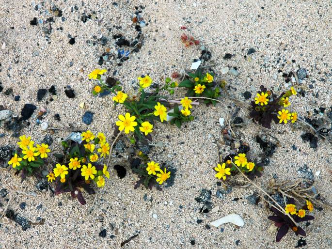 Senecio leucanthemifolius