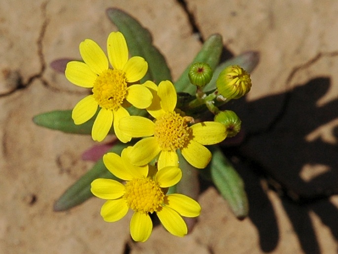 Senecio leucanthemifolius