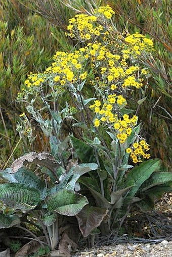 Senecio oerstedianus