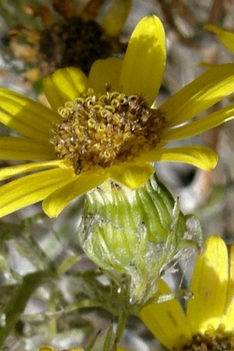 Senecio oerstedianus