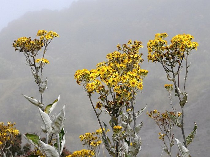 Senecio oerstedianus